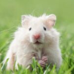 Can Hamsters Live Outside?