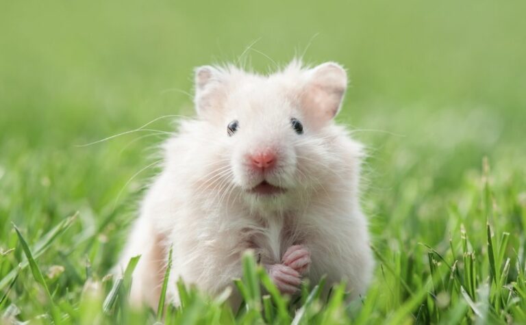 Can Hamsters Live Outside? (What You Should Know)