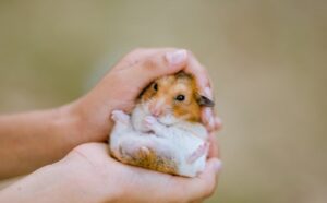 Can hamsters learn their name?