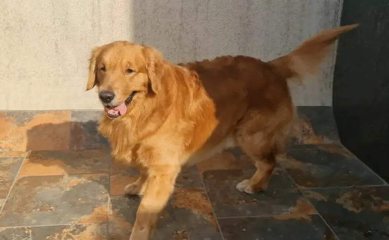 Do Golden Retrievers Tails Curl Up? (Discover The Facts)