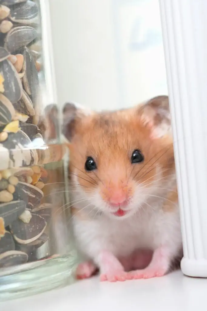 Do Hamsters Get Cold? How to Keep Your Hamster Warm And Happy