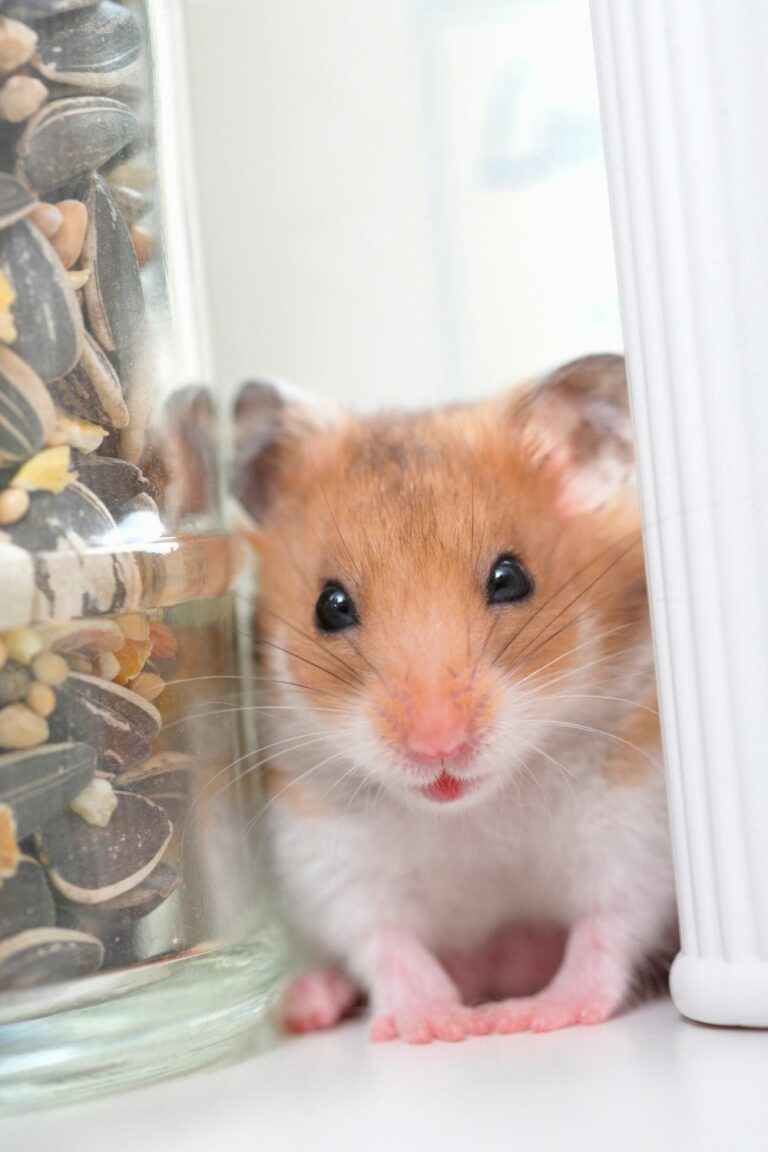 Do Hamsters Get Cold?