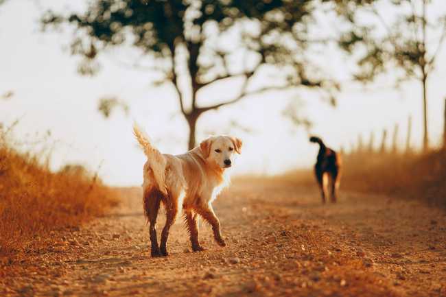 do golden retrievers and cats get along?