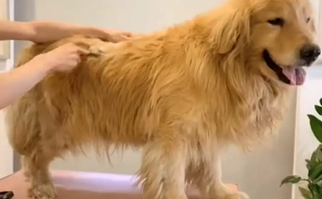 How Often Should Golden Retrievers Be Groomed? (Must Read!) AtractivoPets