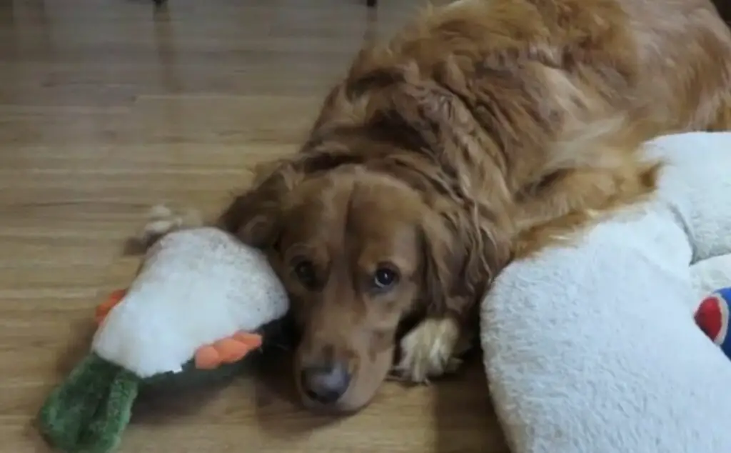 Do Golden Retrievers Shed Bad? (Must Read!) AtractivoPets