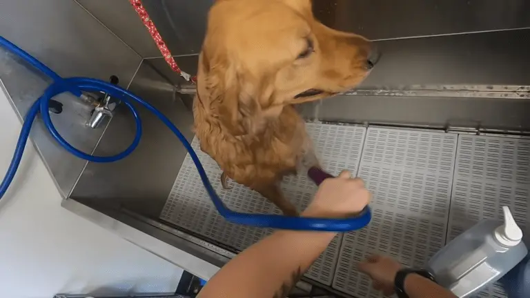 How Often Should Golden Retrievers Be Bathed? (What You Should Know)