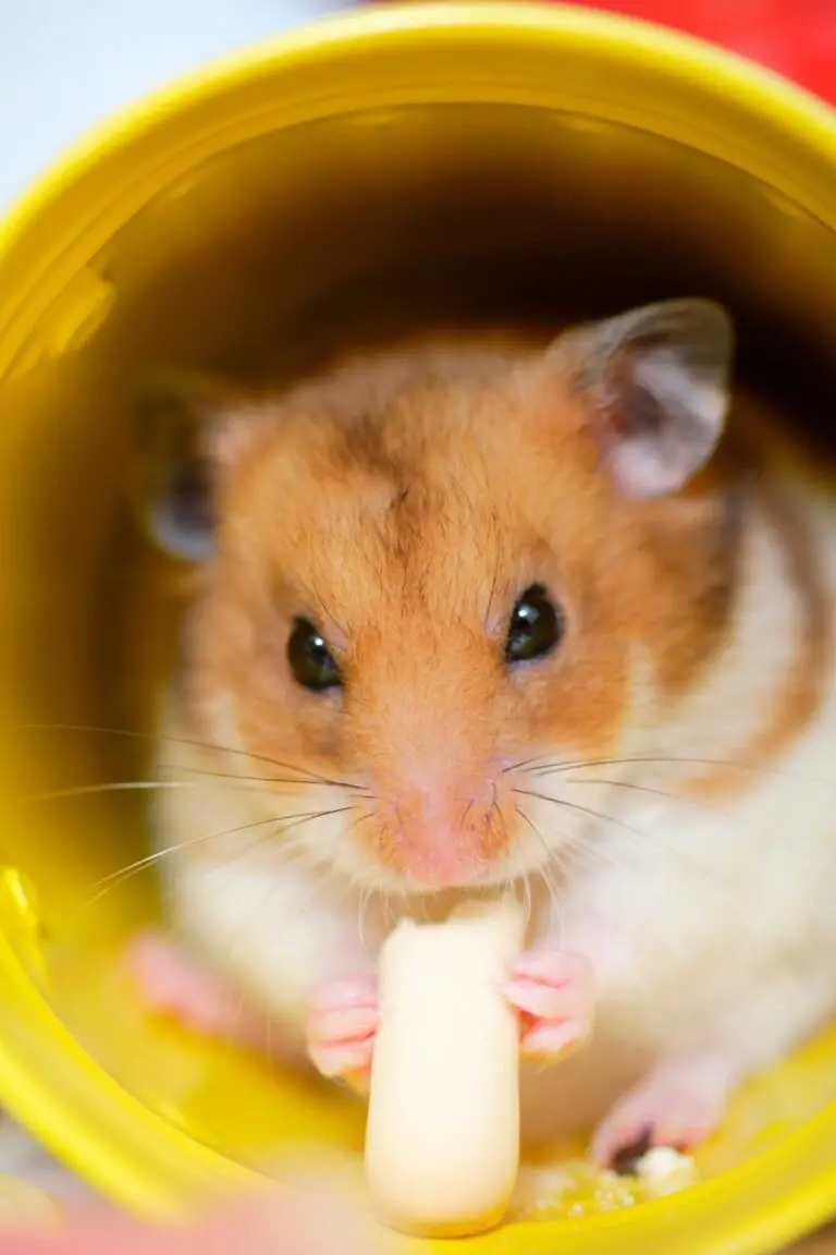 Can Hamsters and Gerbils Live Together? The Answer May Surprise You