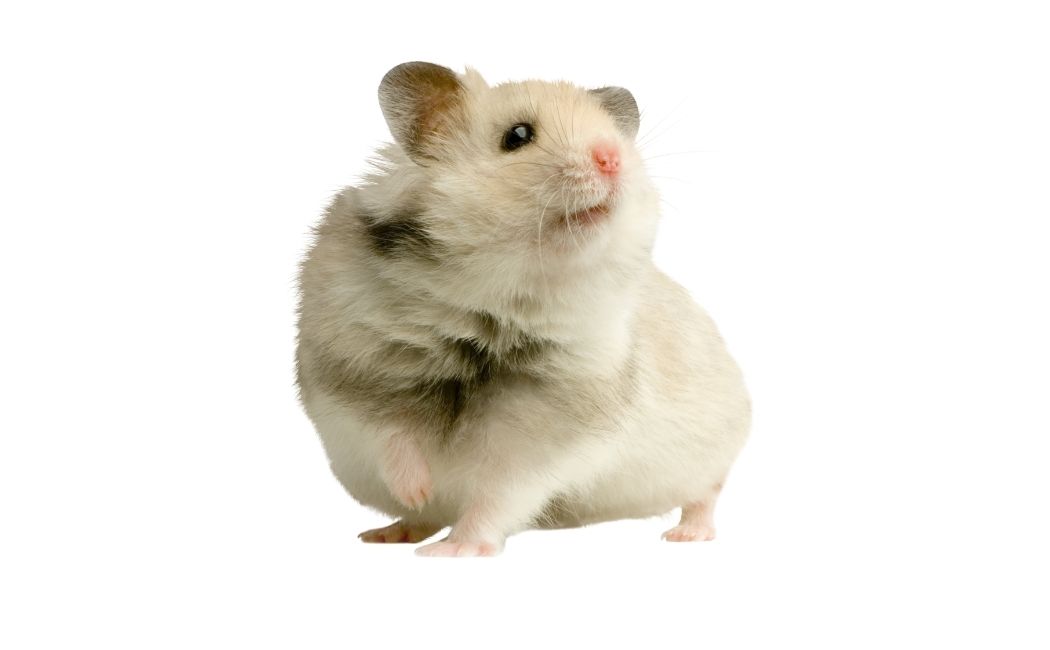 Curated visual reference: Picture Idea: Can Hamsters Drink Tap Water Is It Safe