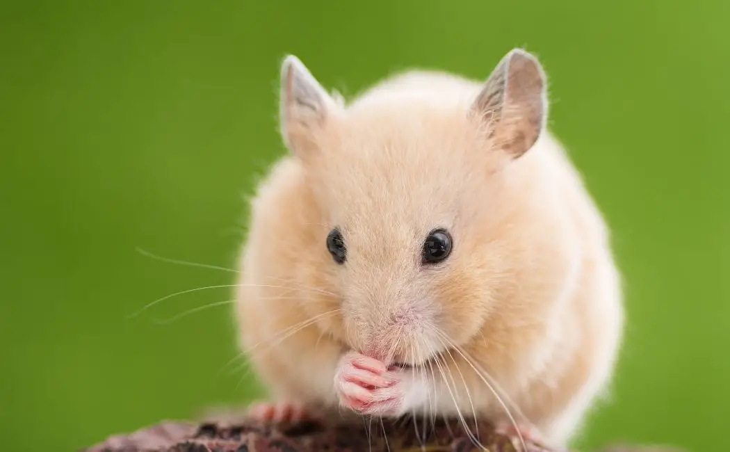 Why Do Hamsters Put Food in Their Cheeks