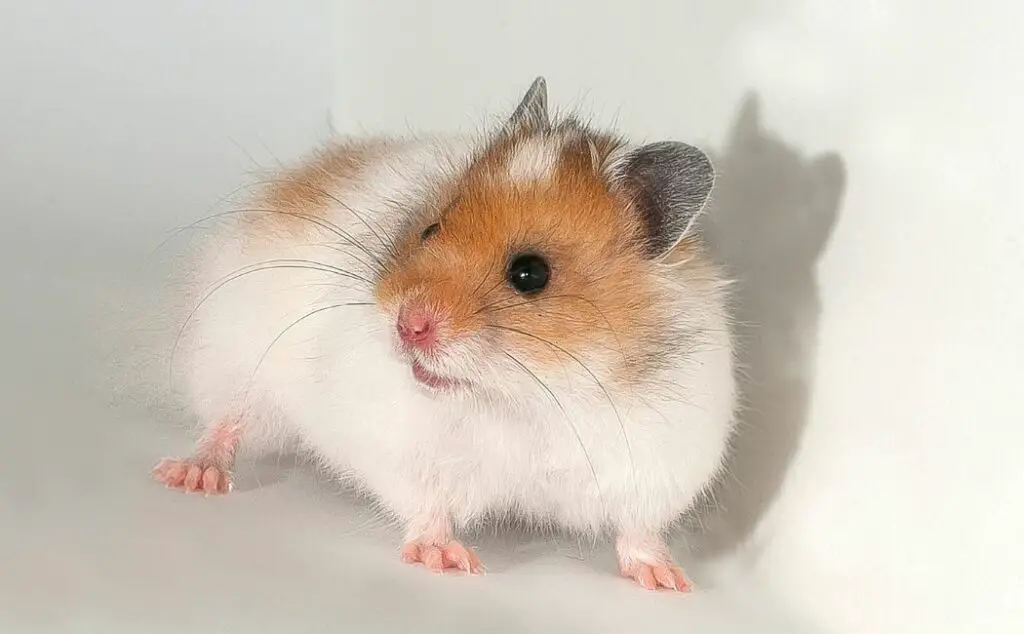 Why Do Hamsters Put Food in Their Cheeks? (Explained!) AtractivoPets