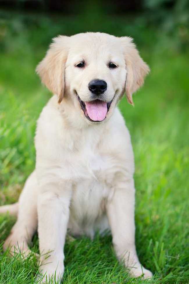 Do Golden Retriever Puppies Calm Down? (Here’s What You Need To Know)
