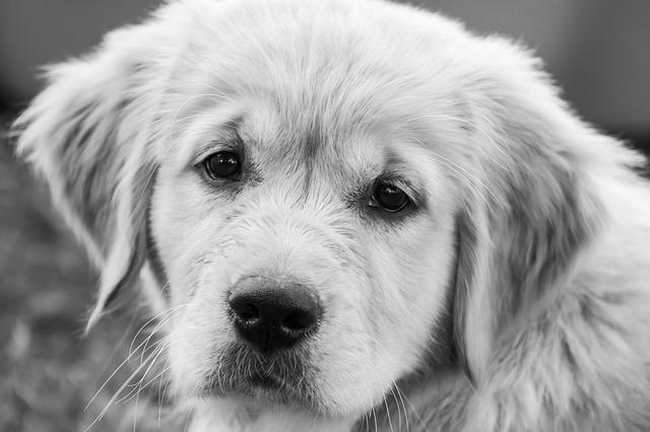How To Know Original Golden Retriever Puppy? (Must Read!)