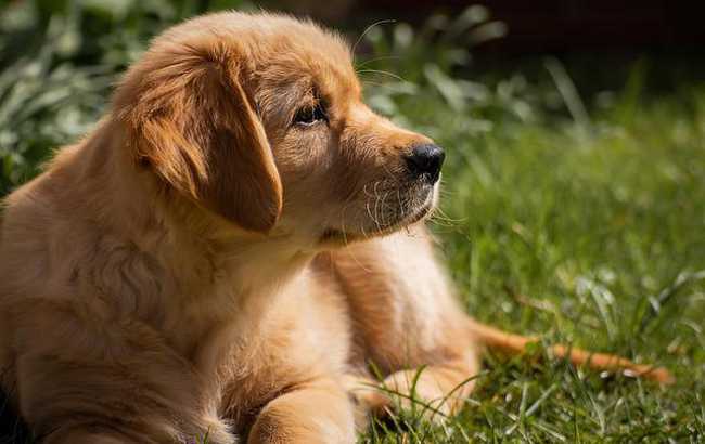 Can Golden Retrievers Fly On Planes? (What You Should Know)