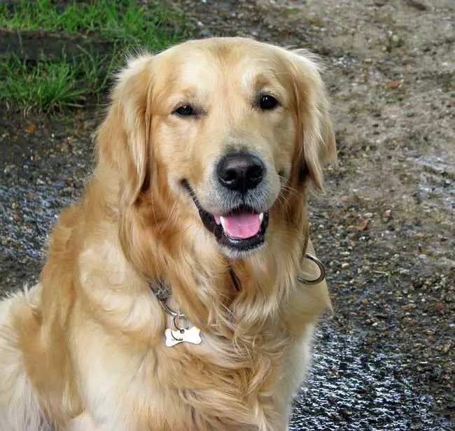 Can Golden Retrievers Smile? (Discover The Facts)