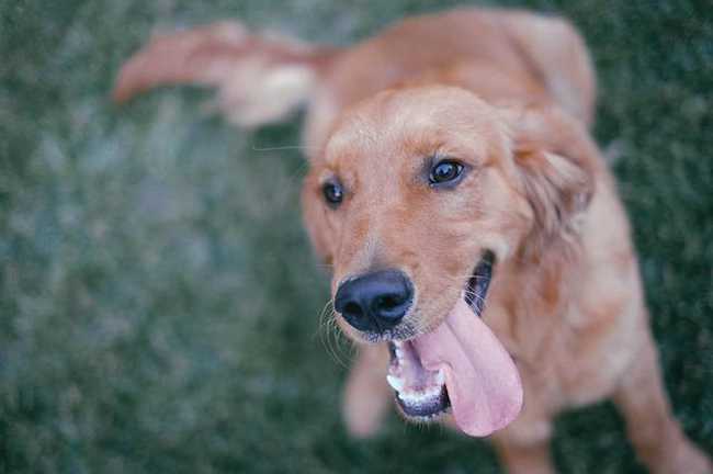 When Do Golden Retrievers Tails Get Fluffy? (Find Out Here)