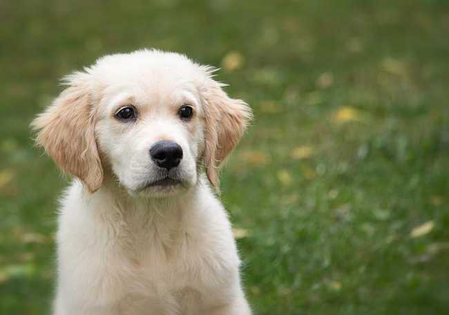 Do Golden Retrievers Bark At Night? (Here Are The Facts)
