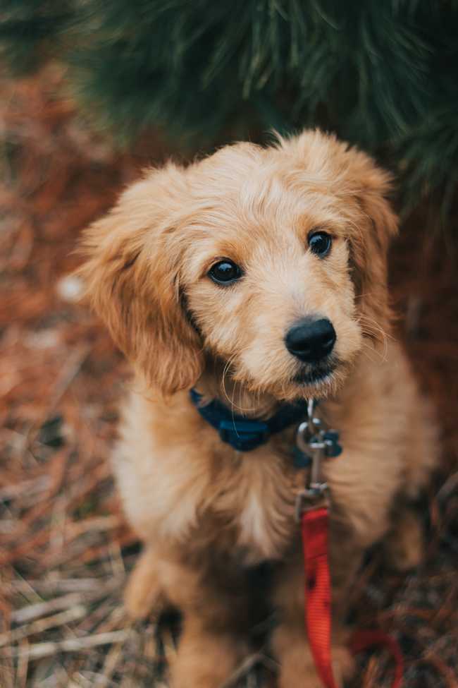 is golden retriever friendly?