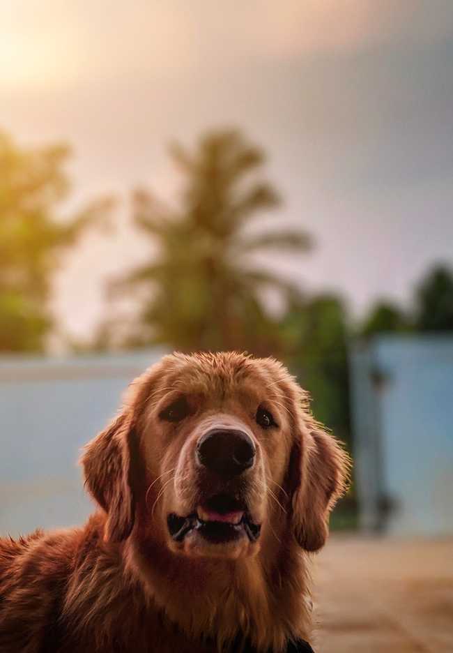 how much golden retriever cost in india?