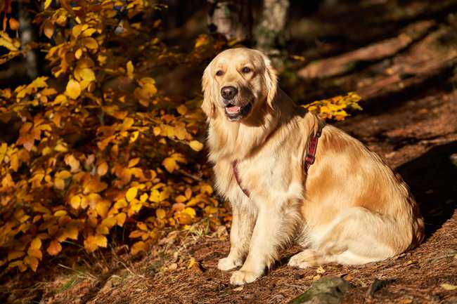 are golden retrievers difficult to train?