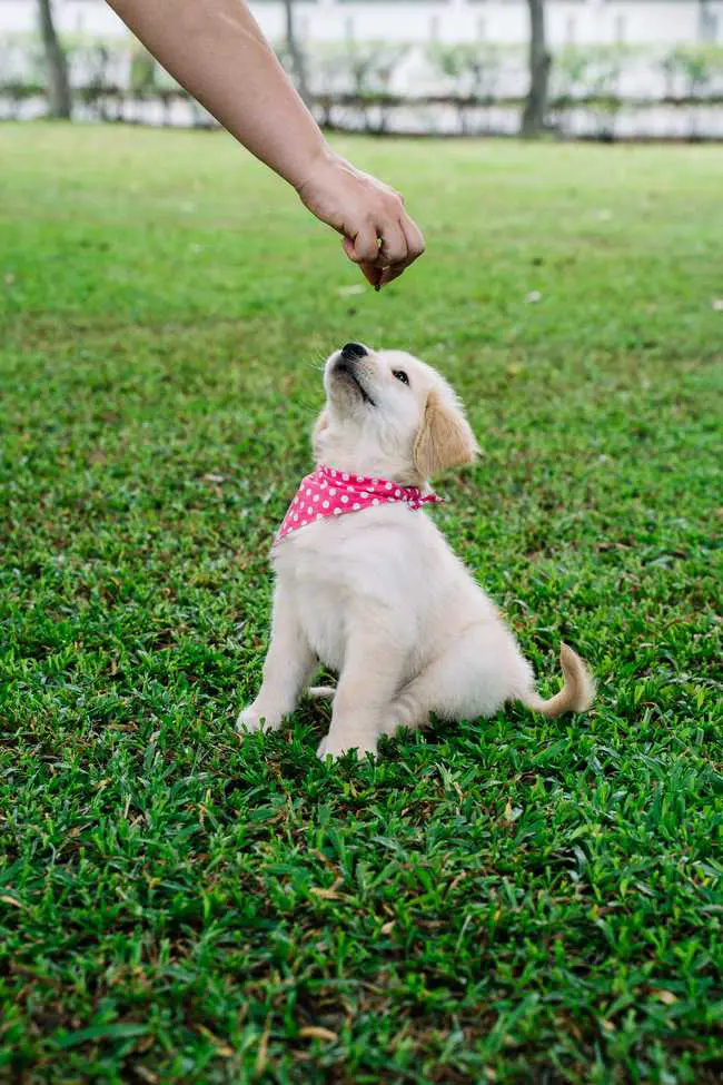 do golden retrievers calm down?