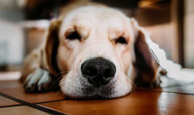 can golden retrievers get cold?