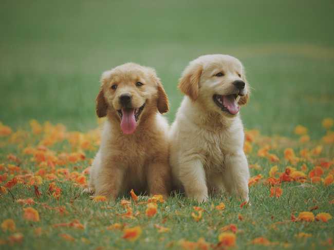 can golden retrievers live in apartments?