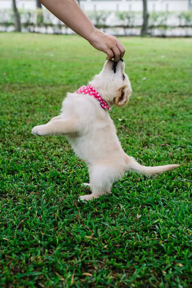 do golden retrievers need winter coats?