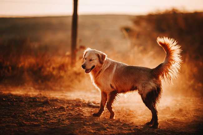 can golden retrievers sleep outside?