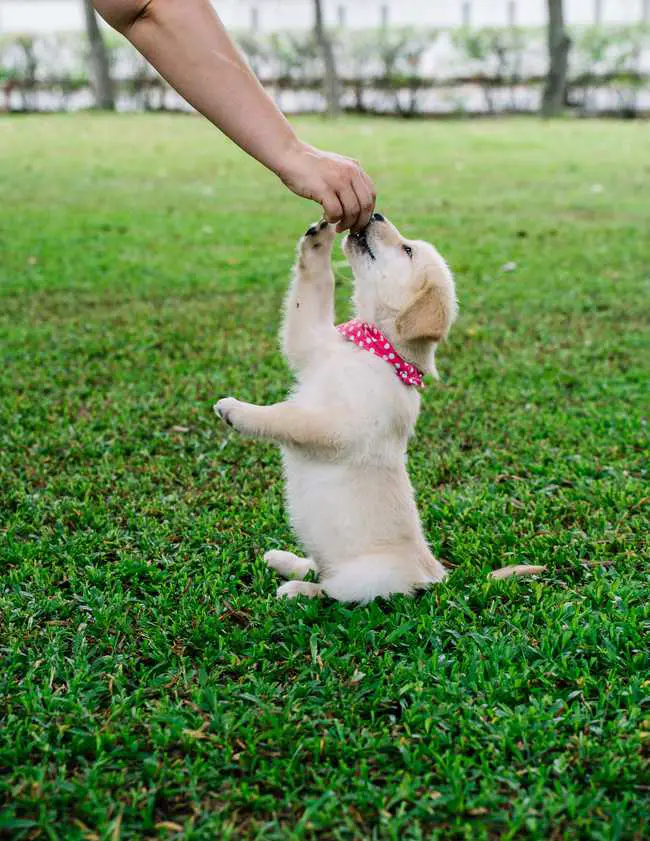 can golden retrievers be vegetarian?