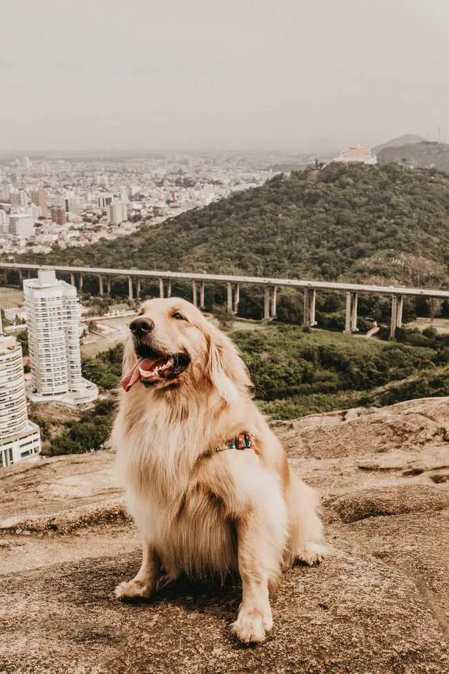 how long can golden retrievers be left alone?