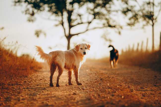 do golden retrievers attack other dogs?