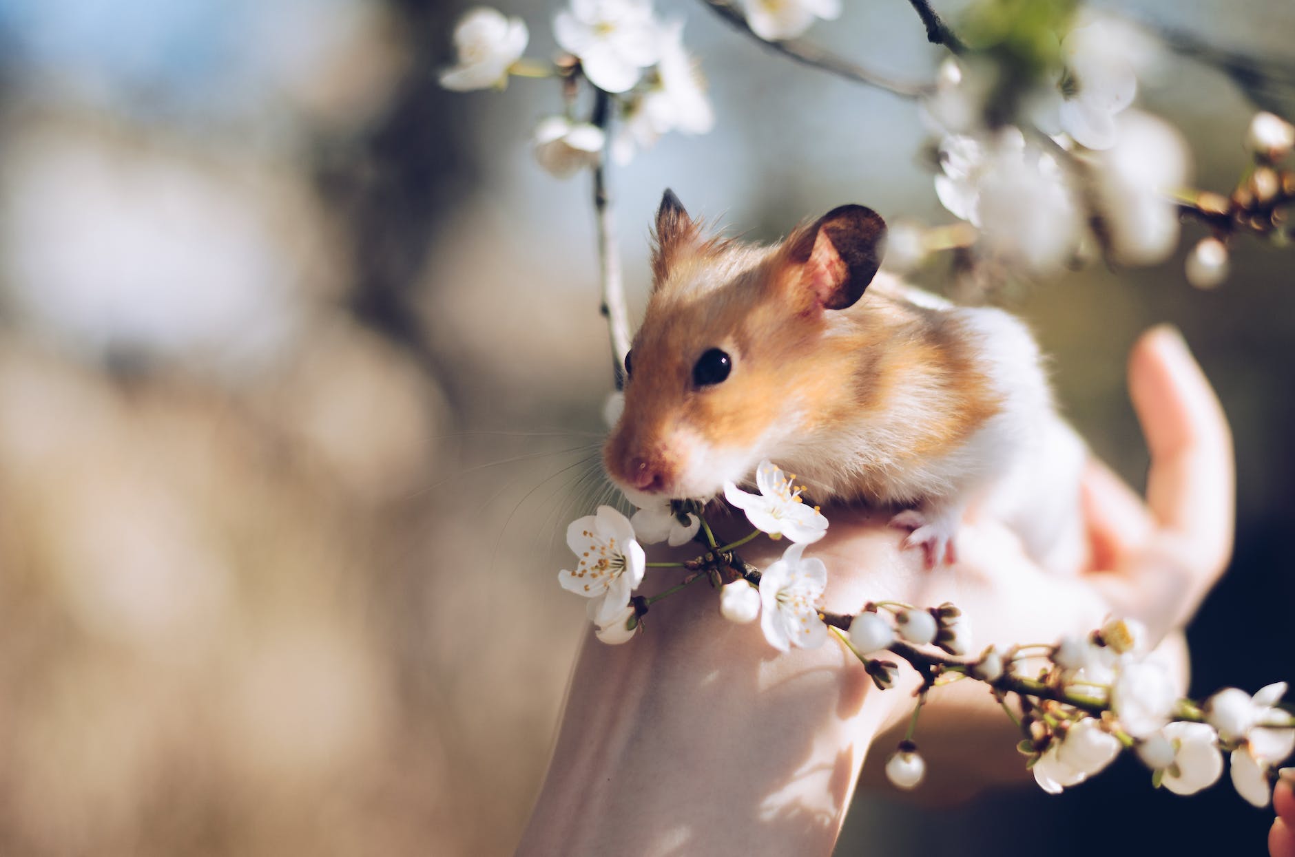 hamster on my hand