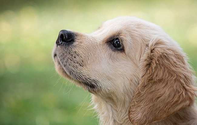 Do Golden Retrievers Or Yellow Labs Shed More? (Discover Everything You Need To Know)