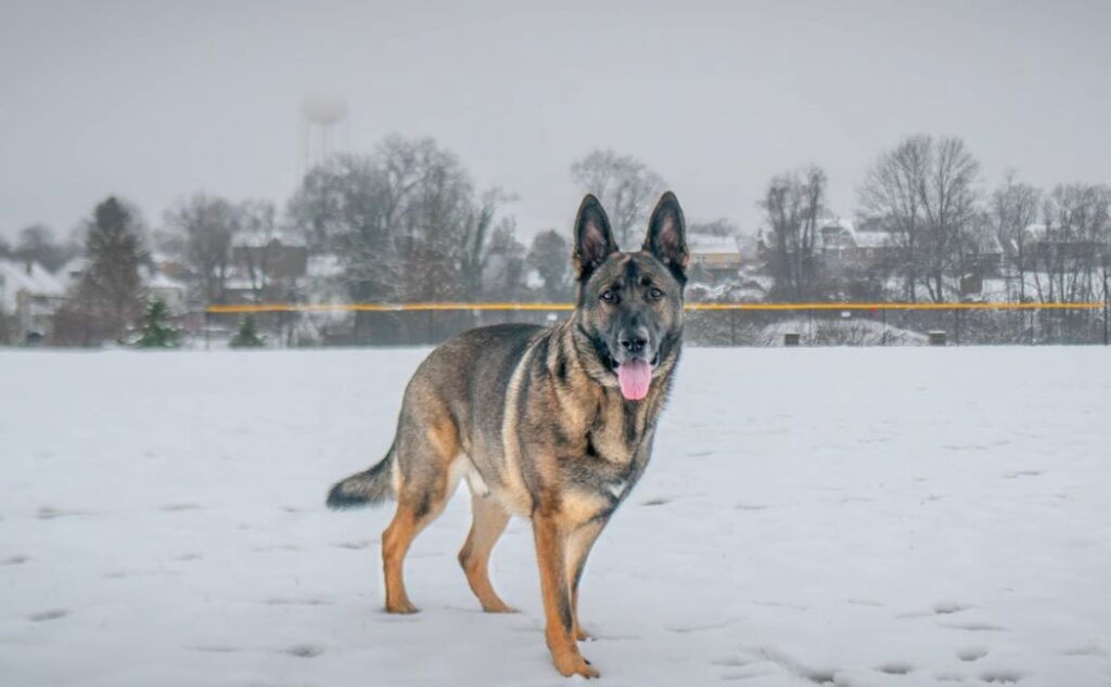 German Shepherd on snow