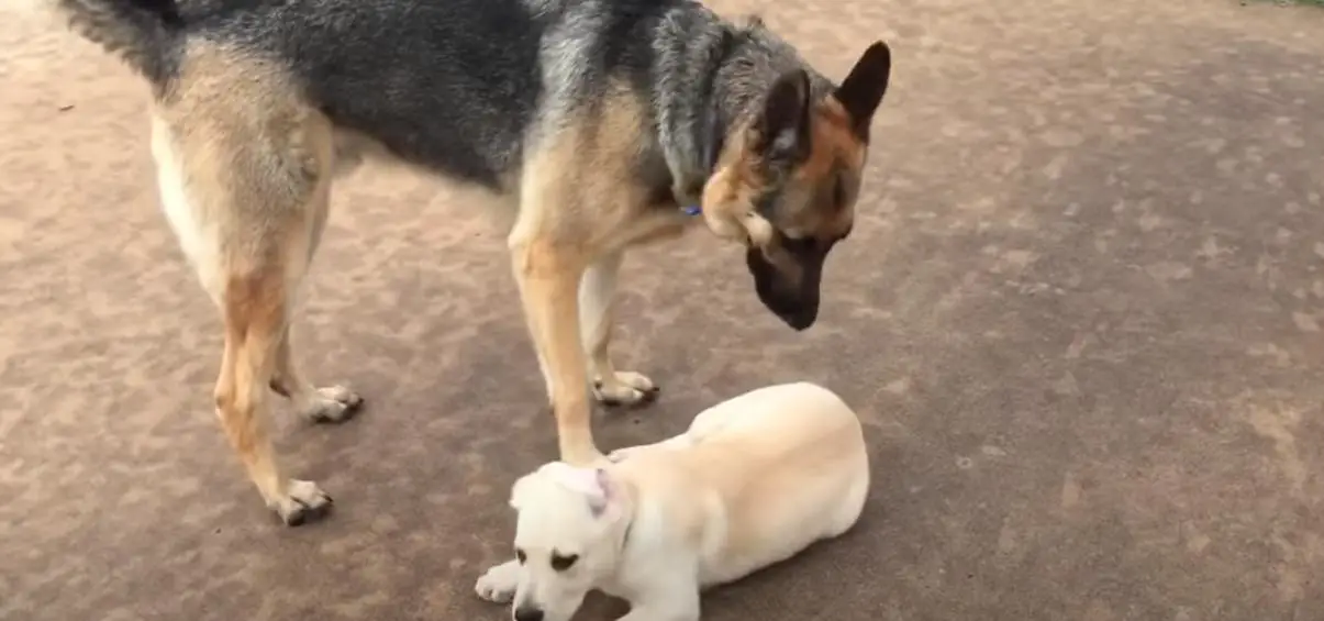 German Shepherds