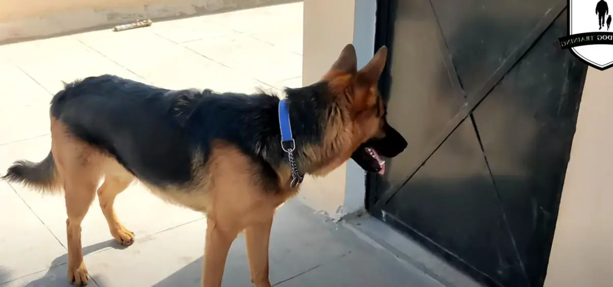 German shepherd
