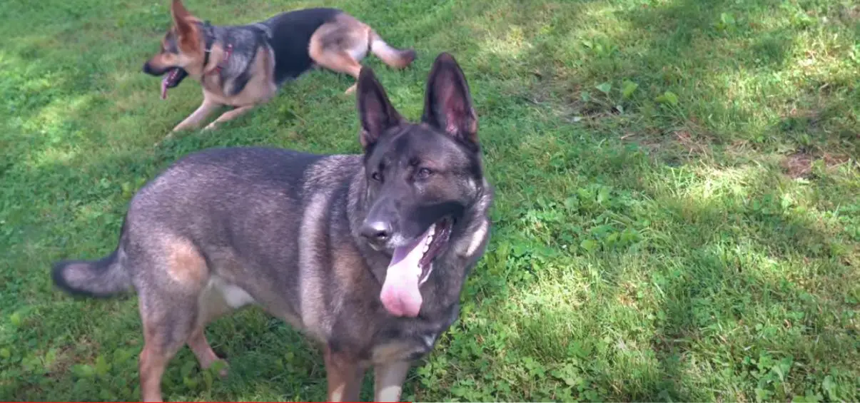 German shepherd puppies