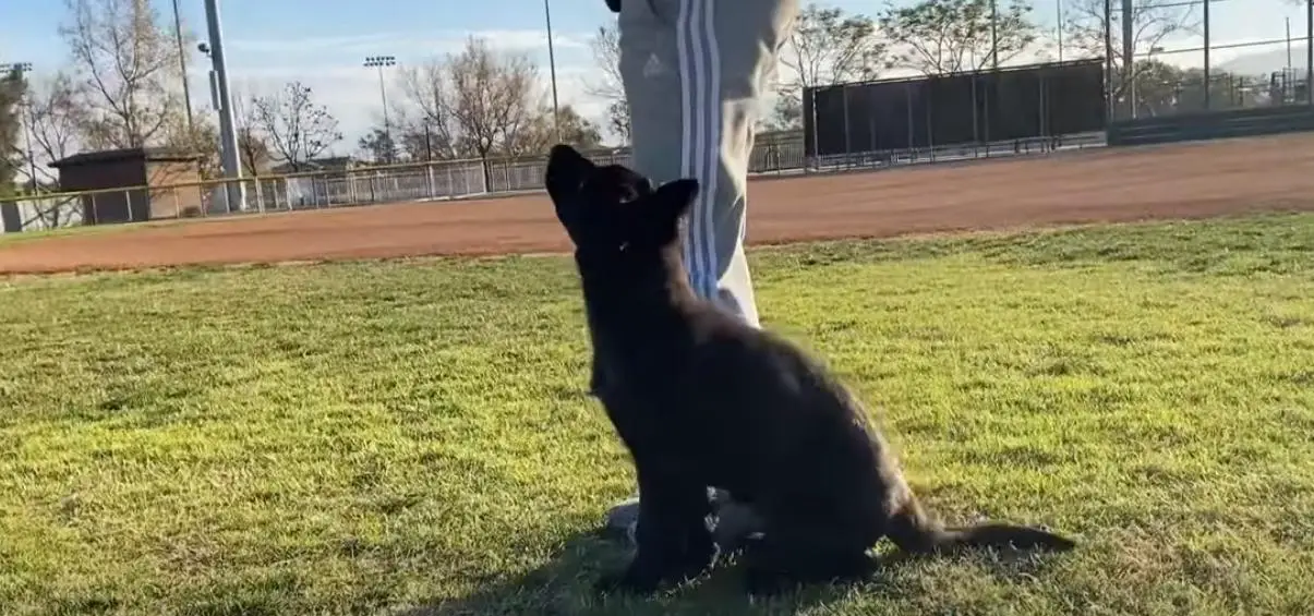 German shepherd