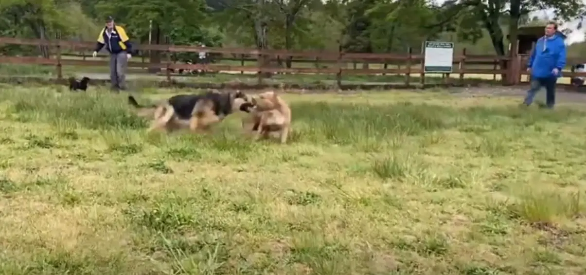Can German Shepherds beat Pitbulls?