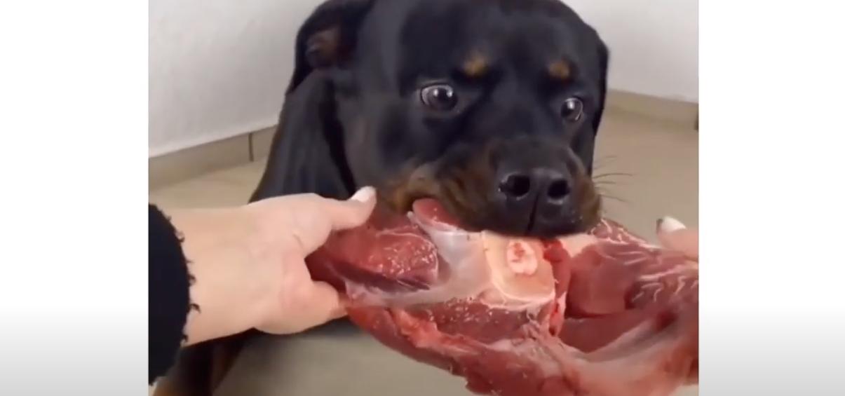  can rottweilers eat raw pork?