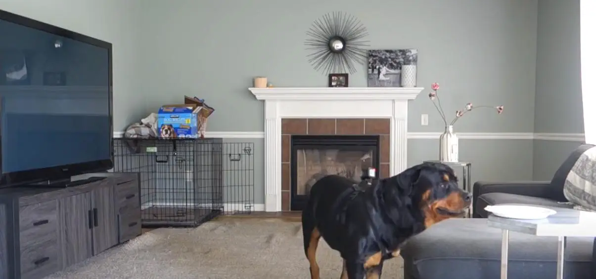  leaving a rottweiler alone