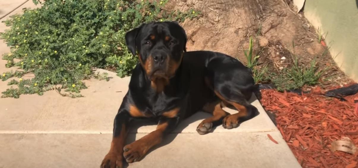 Can Rottweiler Stay In Apartment? (Things You Should Know) - AtractivoPets