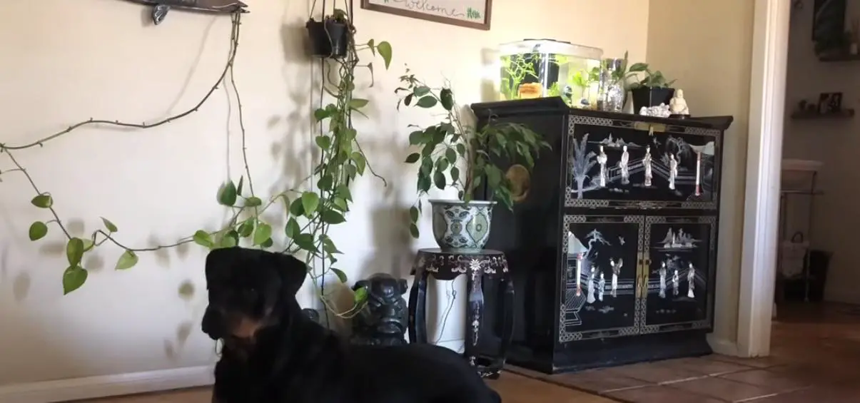 rottweiler