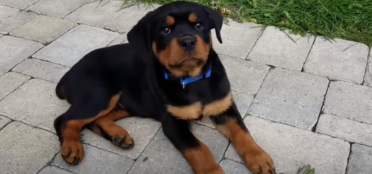  rottweiler puppies