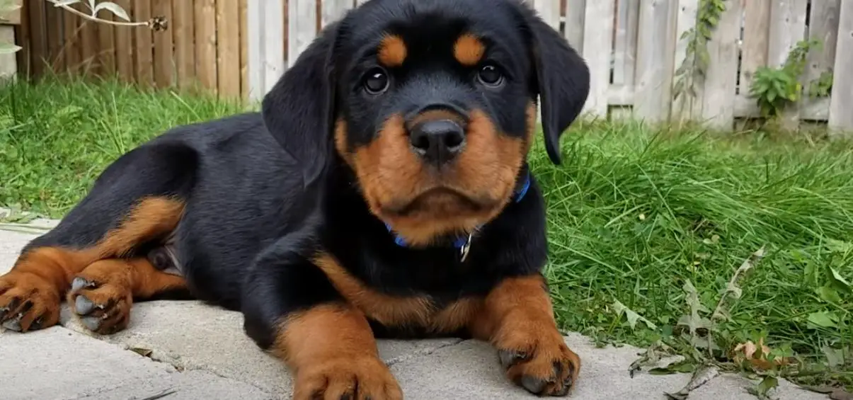  rottweiler puppies