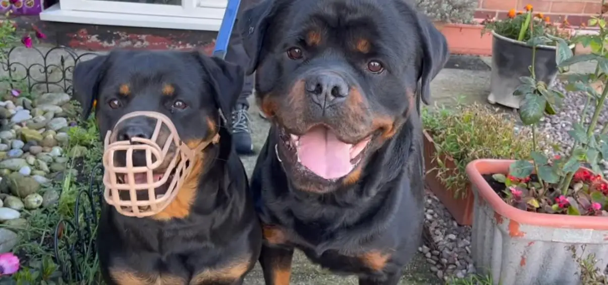  rottweiler puppies