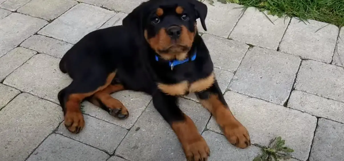  rottweiler puppies