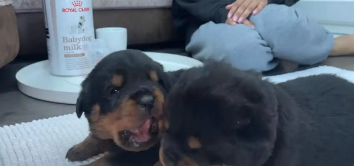  rottweiler puppies