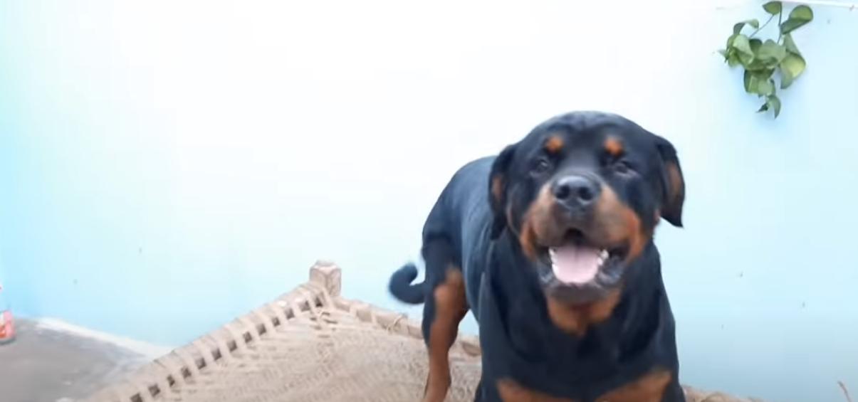  rottweiler