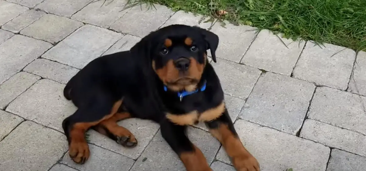 rottweilers